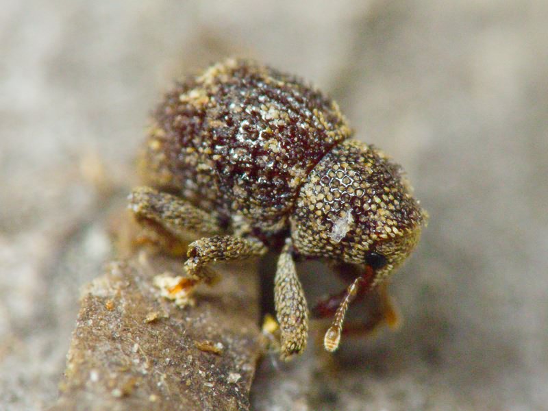 Acalles (Acalles) echinatus (Germar, 1824)